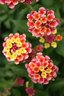 gal/cro 08/_thb_small-IMG_4577.JPG
